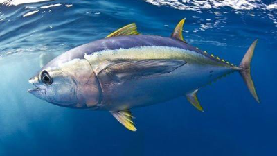 金枪鱼低聚肽与多肽，通过酶制剂可以控制分子量大小吗？