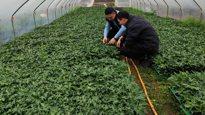 木瓜种植季——蛋白酶源头守护品质，铸就酶好未来