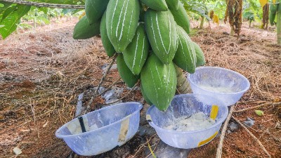 木瓜蛋白酶、风味酶在宠物诱食风味剂中的应用