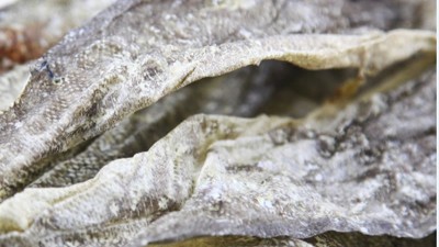 生产900道尔顿胶原蛋白肽，复合蛋白酶的优势有哪些？