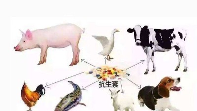 减抗、替抗、禁抗时代的饲料添加剂